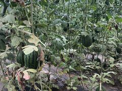 西瓜棚-庞各庄翠芳园西瓜蔬菜基地采摘园