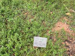 -广州神农草堂中医药博物馆