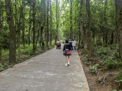 -紫金山山顶公园