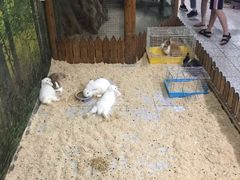 -上海大自然野生昆虫馆(东方明珠·爬宠昆虫探索中心)