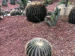 -北京呀路古热带植物园