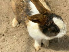 -前小桔亲子创意农场·草莓采摘·露营烧烤