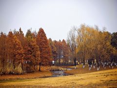 -西山漾湿地公园