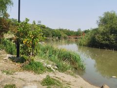 -上海吴淞炮台湾国家湿地公园