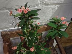 -花迹(富春江东街店)