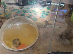 -屋虎猫馆(宝安大仟里店)