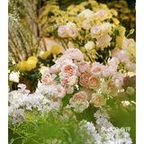 春天开在了花里花俏的地方💐