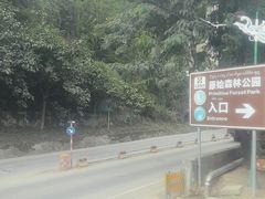 -西双版纳原始森林公园