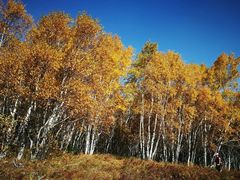 -塞罕坝国家级自然保护区