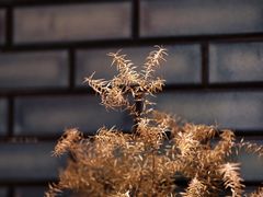 -Onirii Coffee(长乐路店)