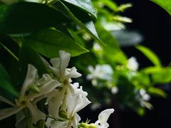 -艺圃
