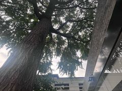-自如ZSPACE四合院艺术餐厅