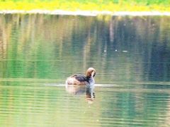 -桤木河湿地公园