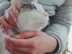 -海边的猫和咖啡馆
