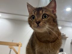 -楼上猫咖(罗湖店)