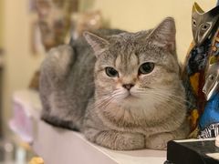 -猫色咖啡·猫咖