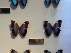 -上海昆虫博物馆