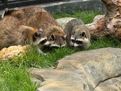 -大连森林动物园