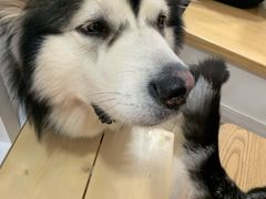-李小姐の猫咖啡馆(五角场店)