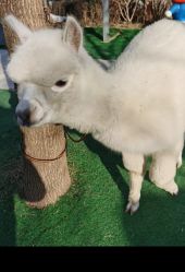 -萌宠亲子动物乐园(槐房万达店)