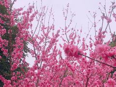 -秀丽东方