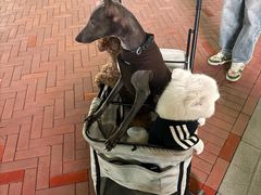 -京津佛罗伦萨小镇