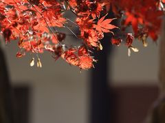 -北寺塔