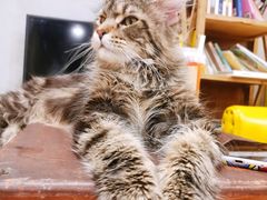 -十年猫舍·猫咪专门店(普陀店)