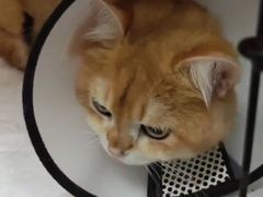 -瑞派福兴宠物医院犬猫全科·骨科·中西医结合(河东店)