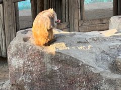 -沈阳森林动物园