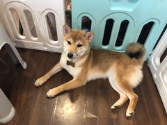 -柯斗斗主题餐厅·狗咖·围炉煮茶·茶饮(国瑞升平里店)