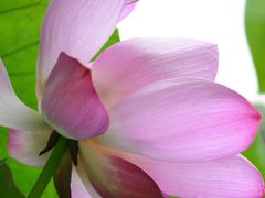 -陈家山荷花公园