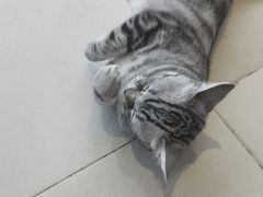 -怪兽屋·羊驼·猫咖·狗咖(俊华广场店)