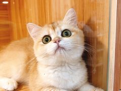 -猫十亿·布偶金渐层·曼基康矮脚猫舍(青年路店)