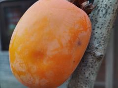 -济南国际园博园