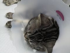 -达爱动物医院·犬猫分区·CT·复杂眼科(远洋山水分院)