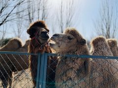 -长白岛森林公园