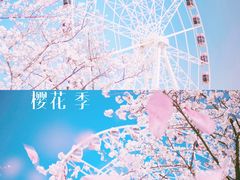 -顾村公园