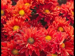 -中国天府农业博览园