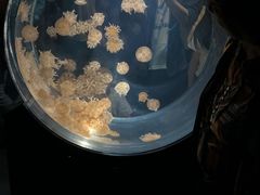 -大阪海游馆