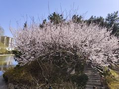 -团结湖公园