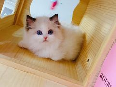 -十年猫舍·猫咪专门店(普陀店)