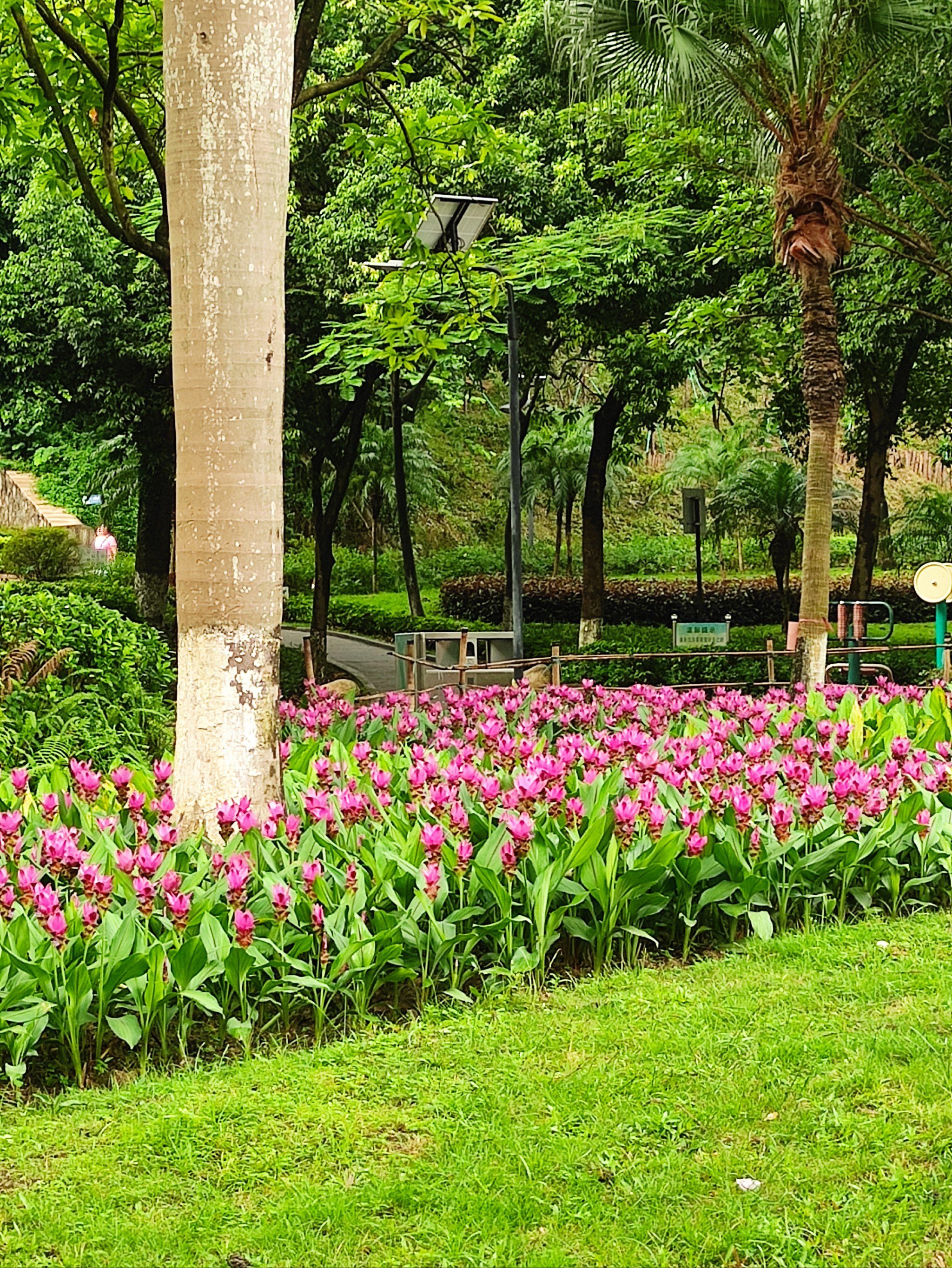 永泰乒乓体育公园有上白云山的路吗