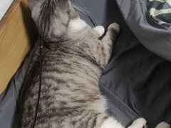 -瑞鹏宠物医院·骨科·猫科·内科(第一中心)
