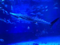 -烟台海昌鲸鲨海洋公园