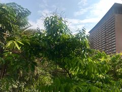 -三亚湾红树林度假世界(木棉酒店)