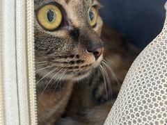 -四月宠物医院·猫专科·心脏专科·内科(转塘店)