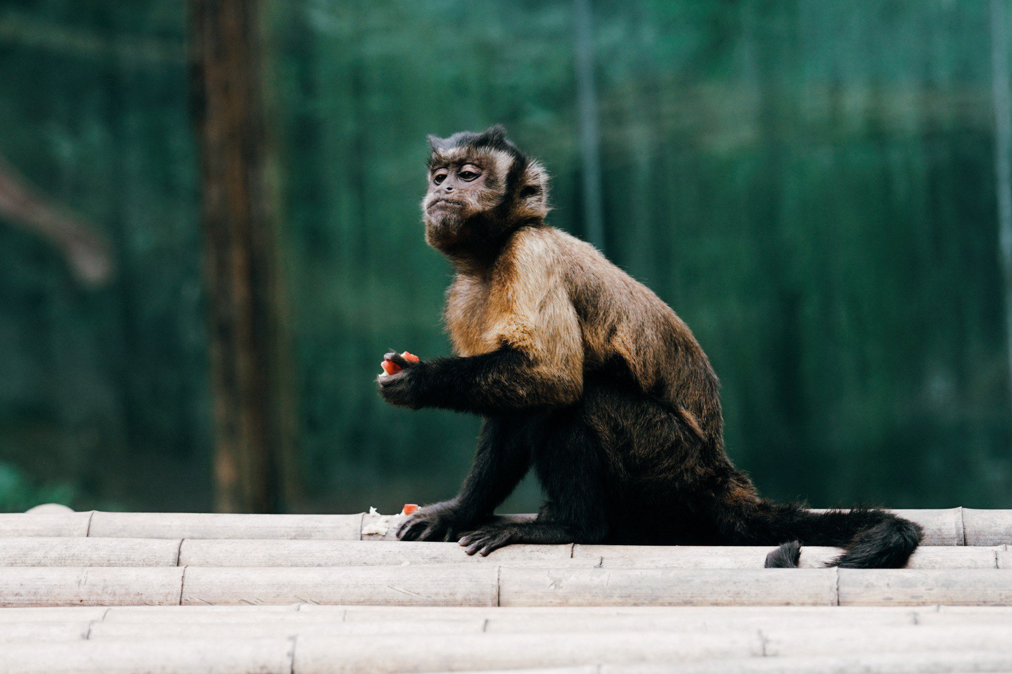 峨眉山的猴子,哦不对,这是碧峰峡的动物园里的猴子