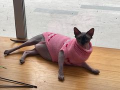 -李小姐の猫咖啡馆(五角场店)