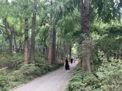 -上海滨江森林公园